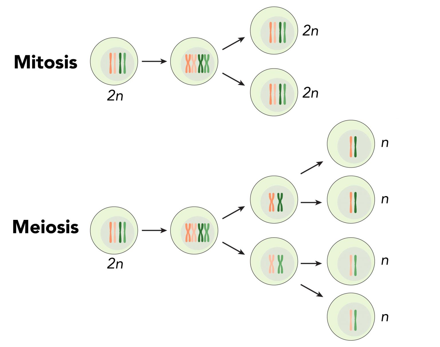 Importance Of Mitosis And Meiosis