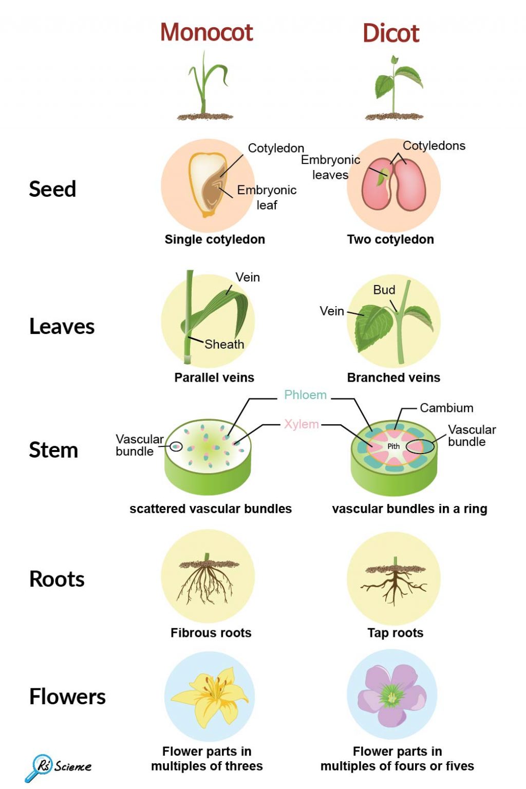 Monocot Vs Dicot Plants Rs Science