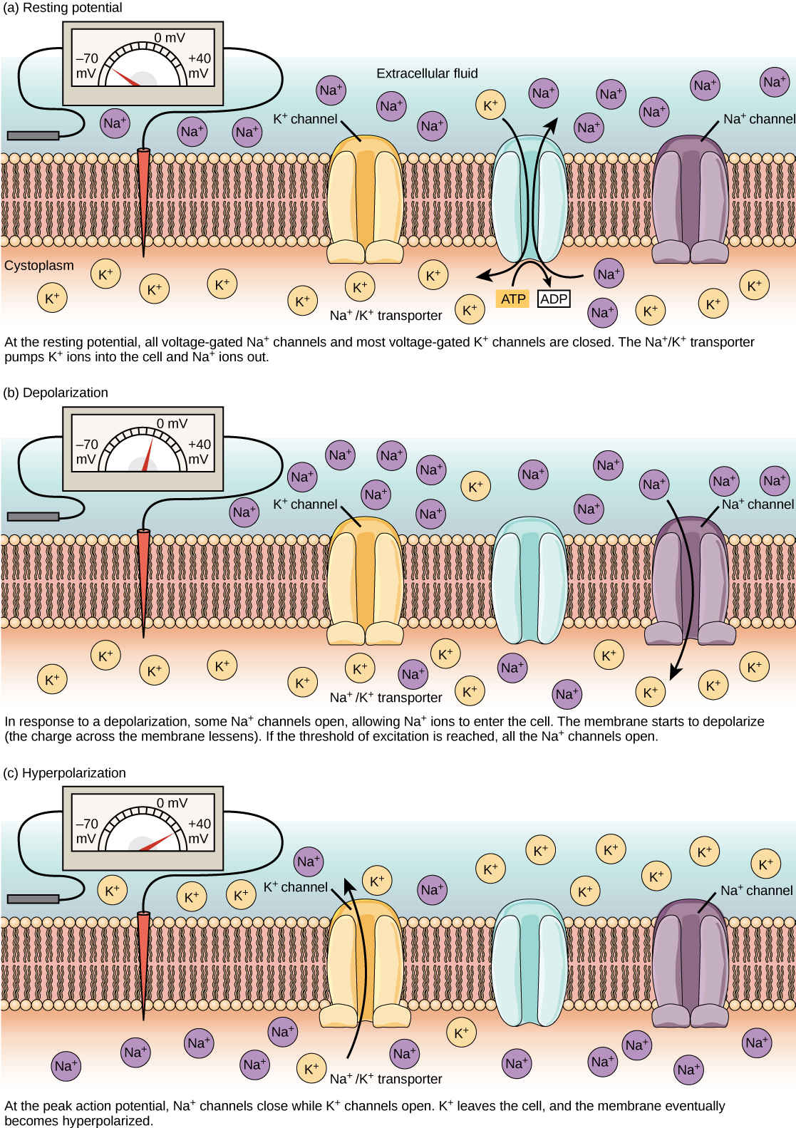 Voltage-gated ion channels open in response to changes in membrane potential.