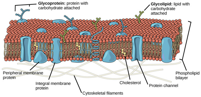 The fluid mosaic model of the cell membrane