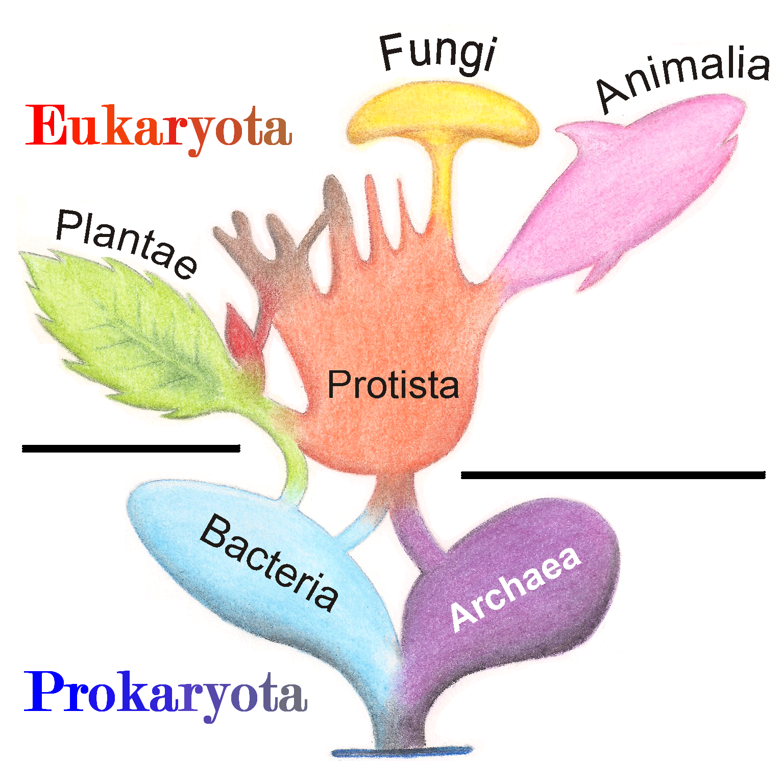Tree of living organisms showing the origins of eukaryotes and prokaryotes