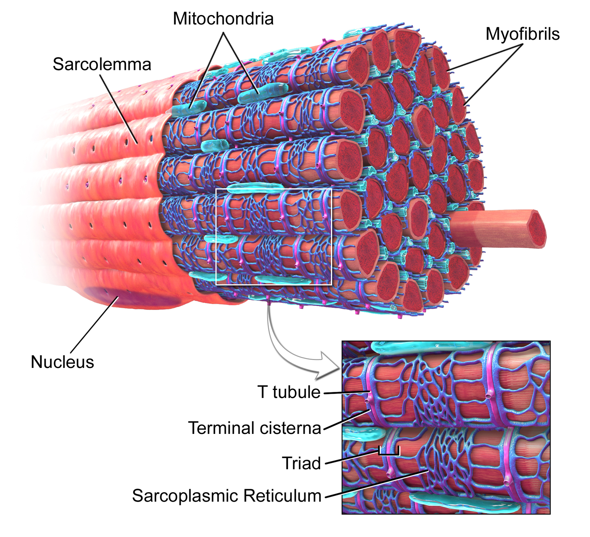 T-tubules (transverse tubules) are extensions of the cell membrane that penetrate into the center of skeletal and cardiac muscle cells