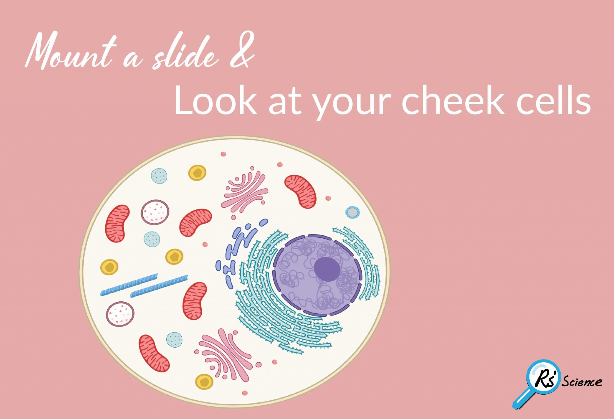 lesson-2-mount-a-slide-look-at-your-cheek-cells-rs-science