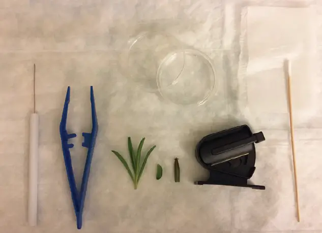 tools for making plant cross section