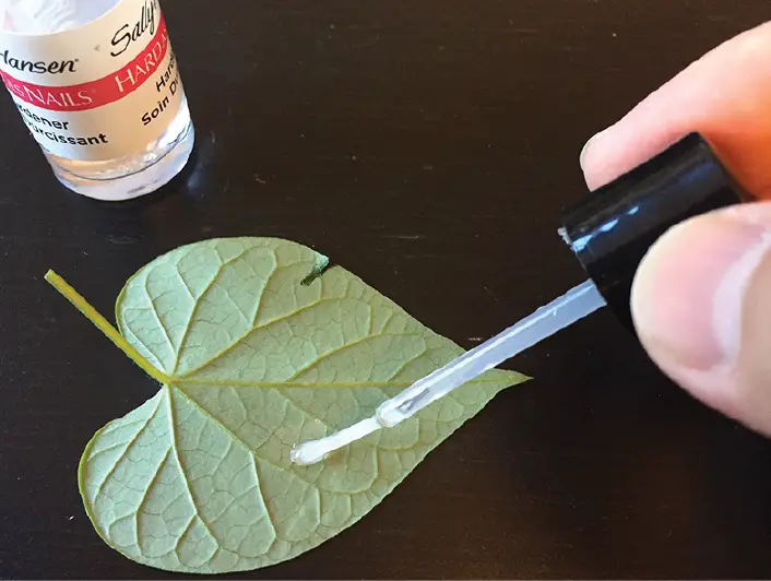 nail polish to paint leaf