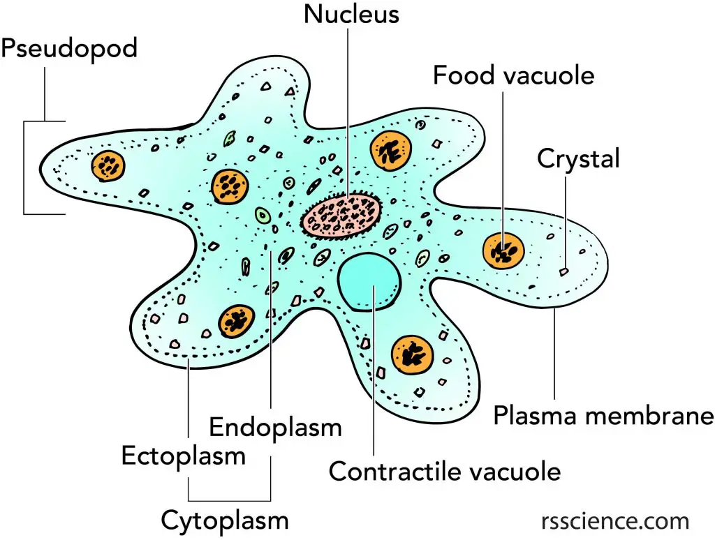 Amoeba Structure