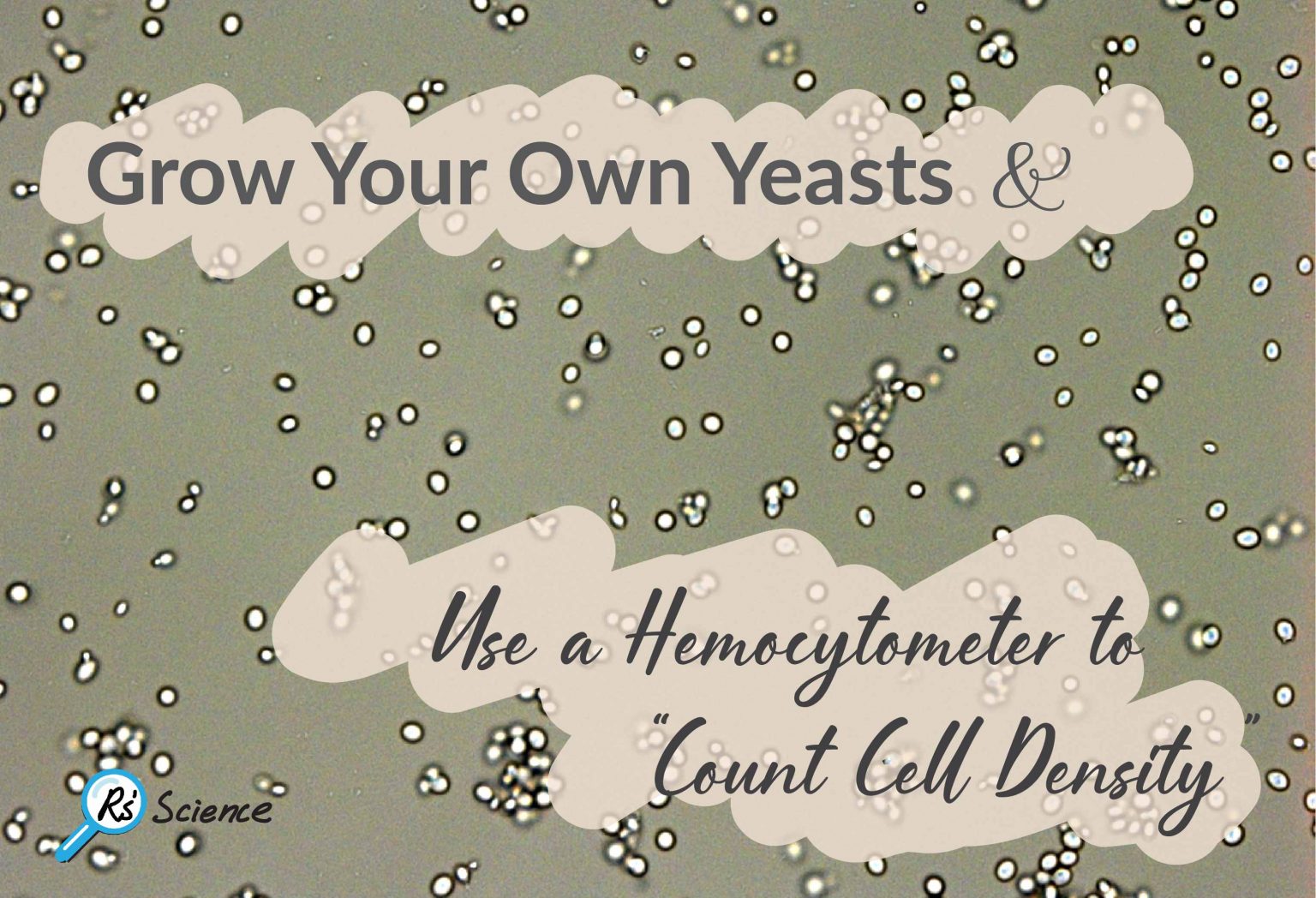 Lesson 7 Grow Your Own Yeasts & Use a Hemocytometer to “Count Cell