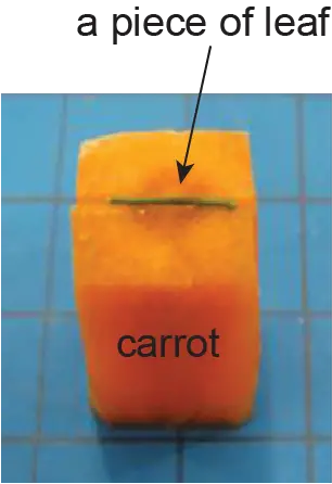 carrot supporting for section