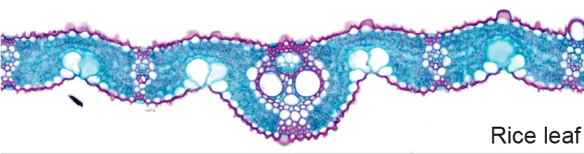 cross section of rice leaf