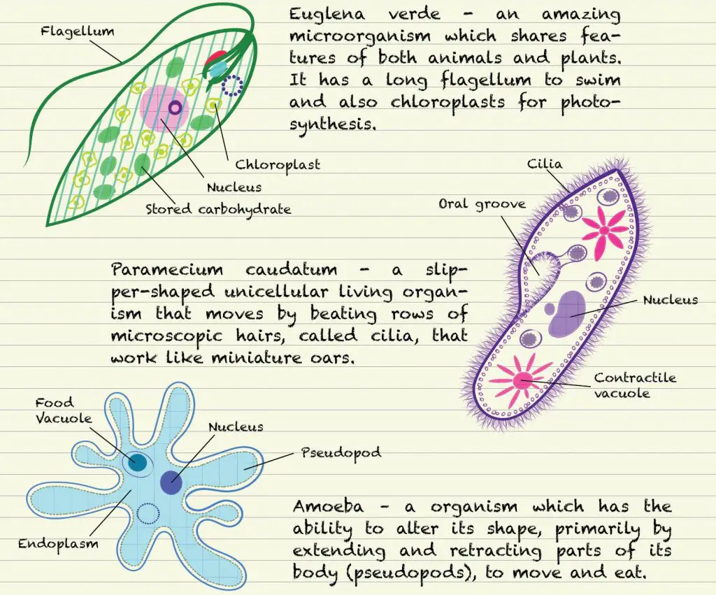 flagellum amoeba paramecium drawing