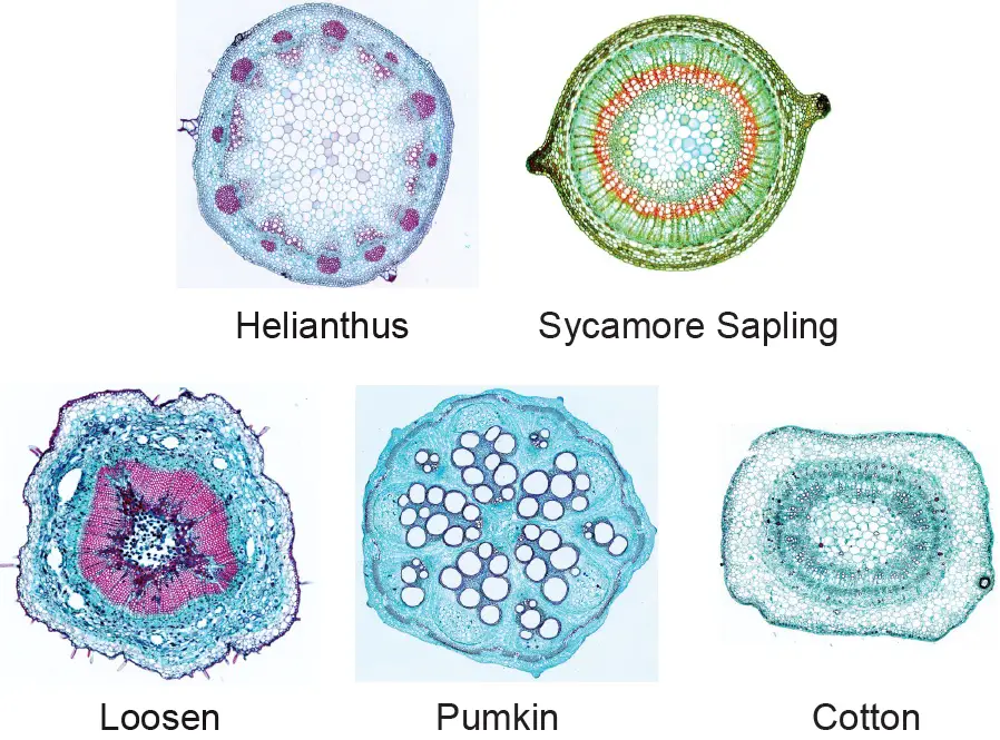 helianthus sycamore sapling lossen pumkin cotton cross section