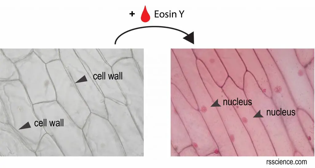 onion cell under the microscope eosin Y