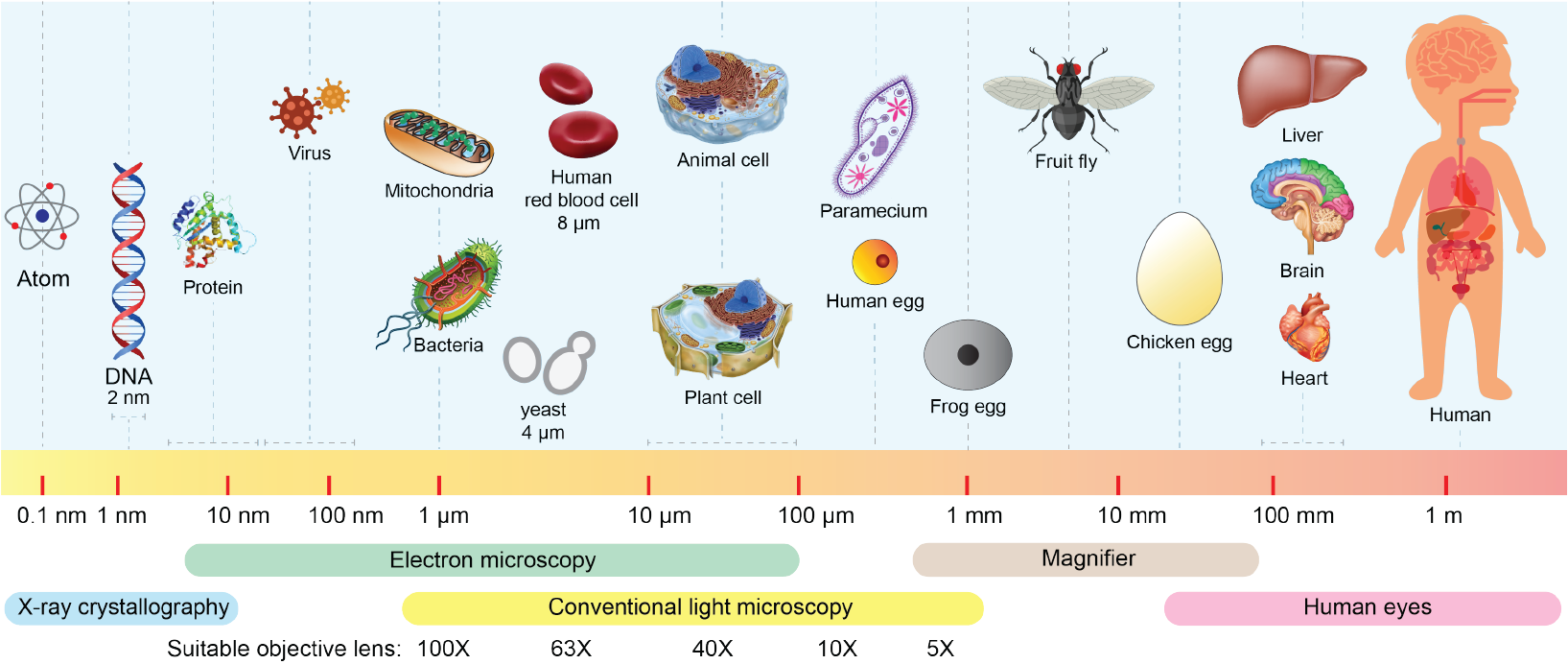 Advanced Microscopy on the Frontier of Science Rs' Science