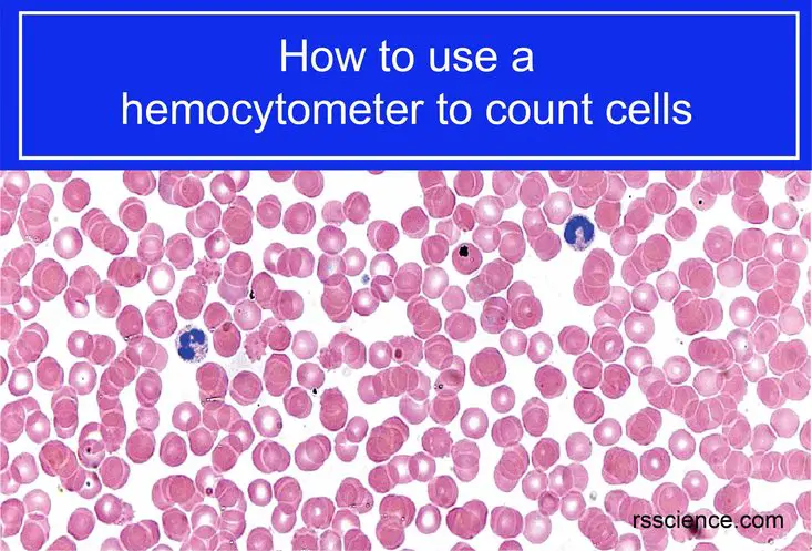 how to use hemocytometer to count cells