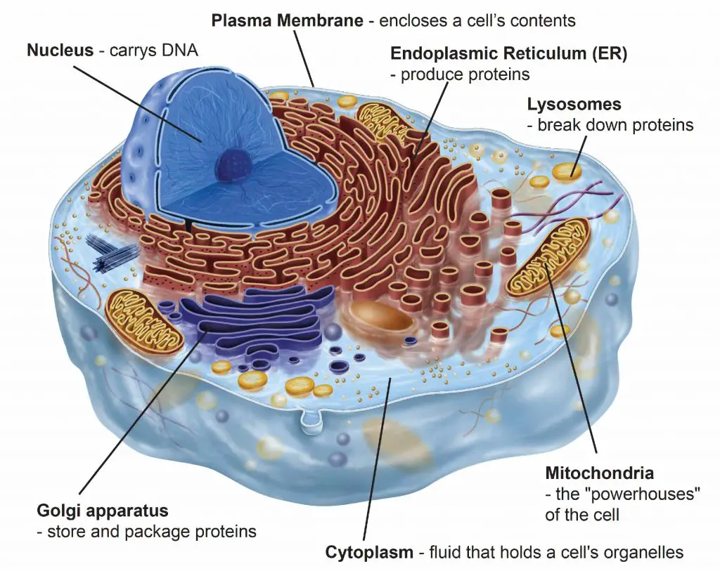 Anatomy of Animal Cell