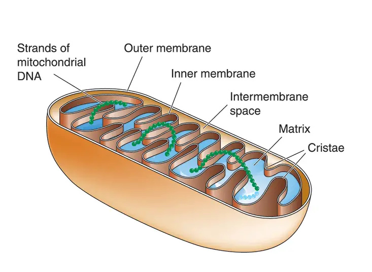 mitochondria_illustration