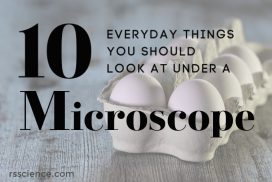 10 Things You Should Look at Under Your Microscope