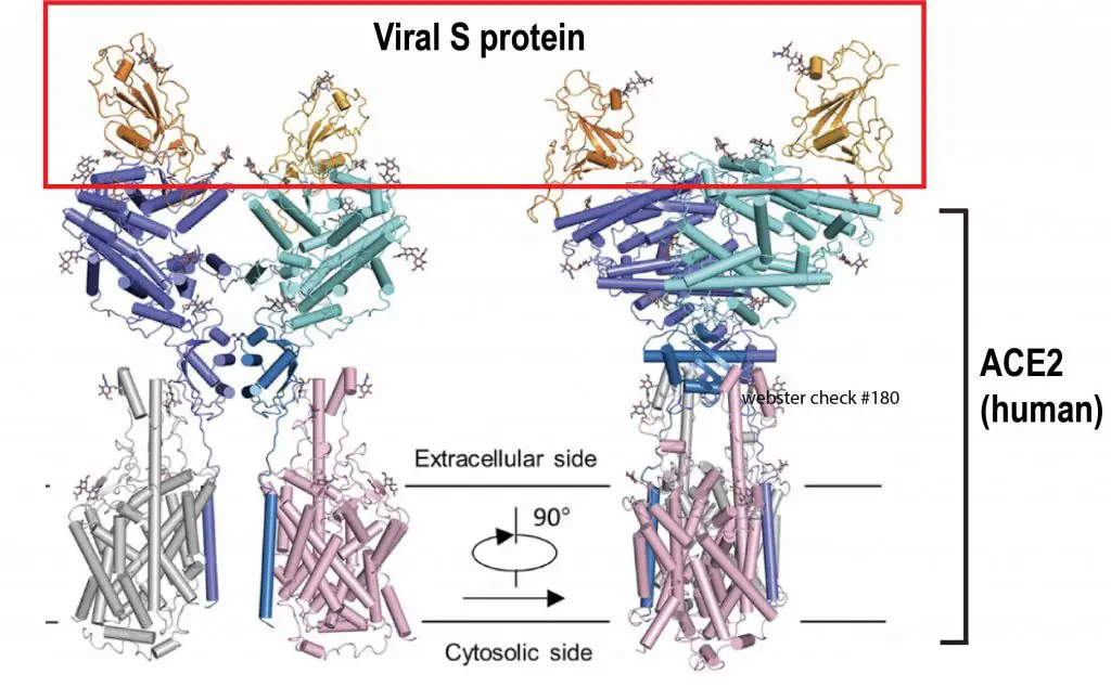 ACE2-viral-S-protein-structure