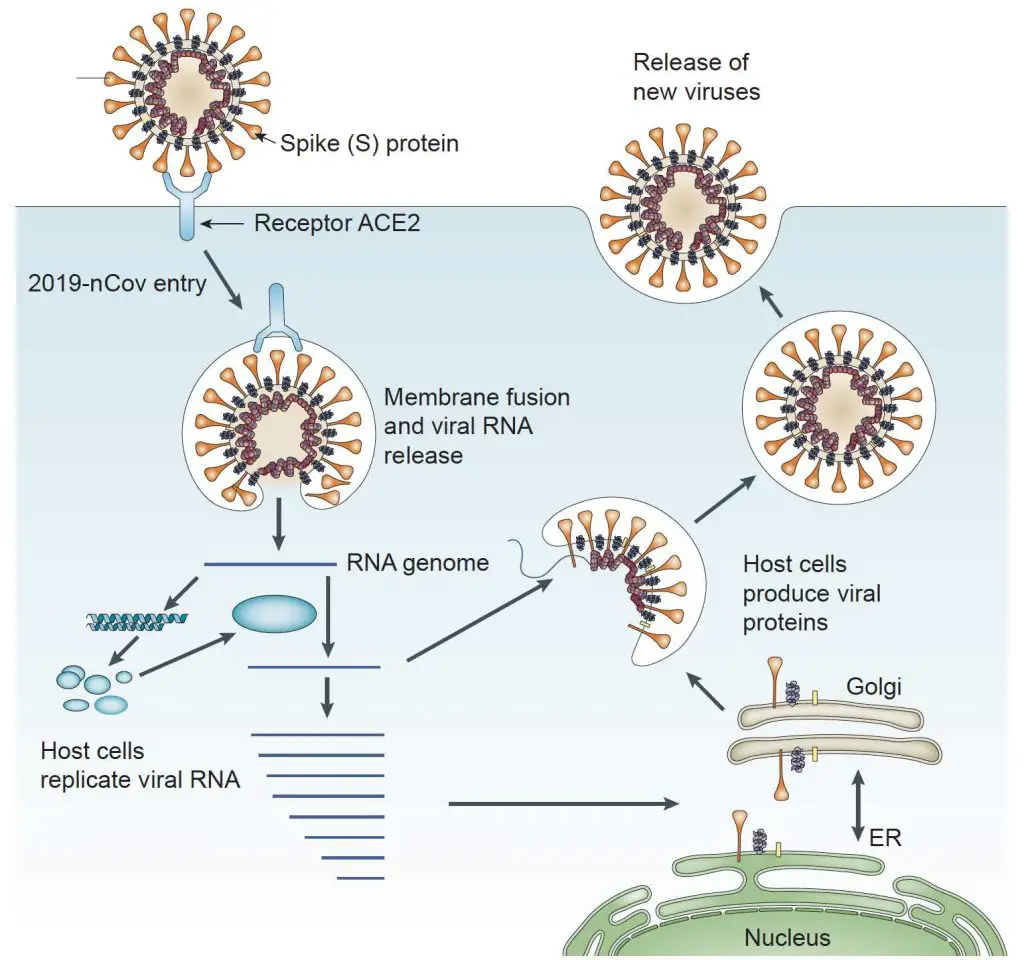 COVID-19-infection-and-reproduction