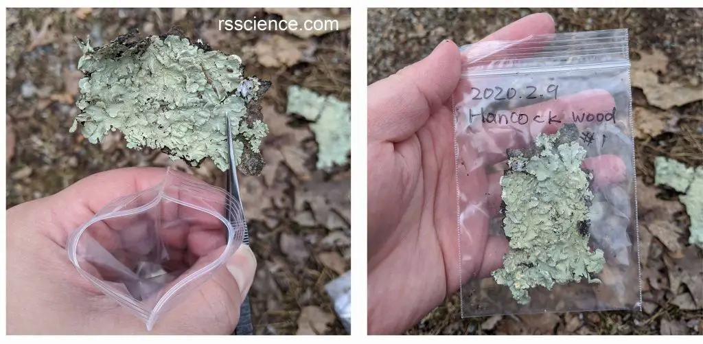 Collect-lichen-into-a-bag