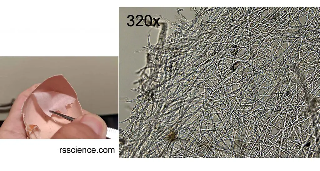 Eggshell membrane microscopic view