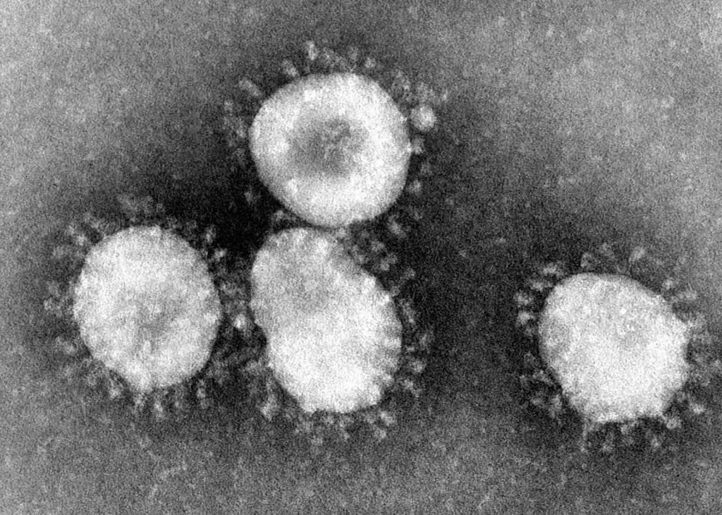 Electron micrographs Coronaviruses grey