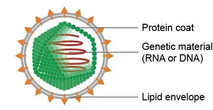 Is-virus-alive