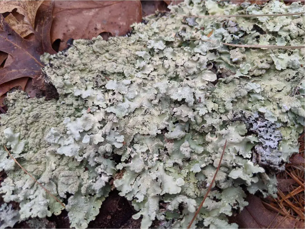 Lichen-on-the-ground