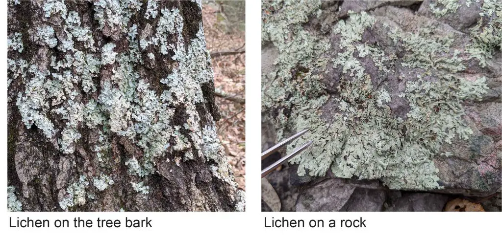 Lichen-on-the-tree-bark-and-rock