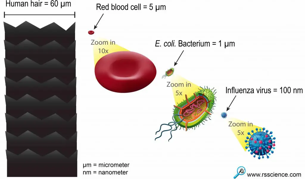 Size_hair_RBC_bacterium_virus