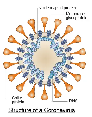 Structure of a Coronavirus
