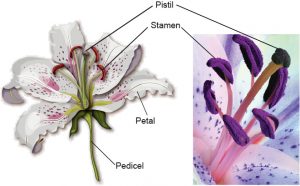 10 Everyday Things You Should Look at Under a Microscope - Rs' Science