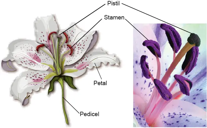 The-anatomy-of-a-lily-flower