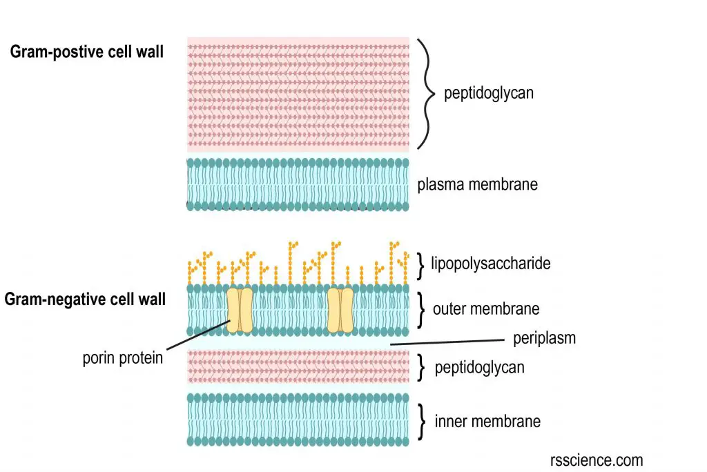 gram positive vs gram negative mesosome