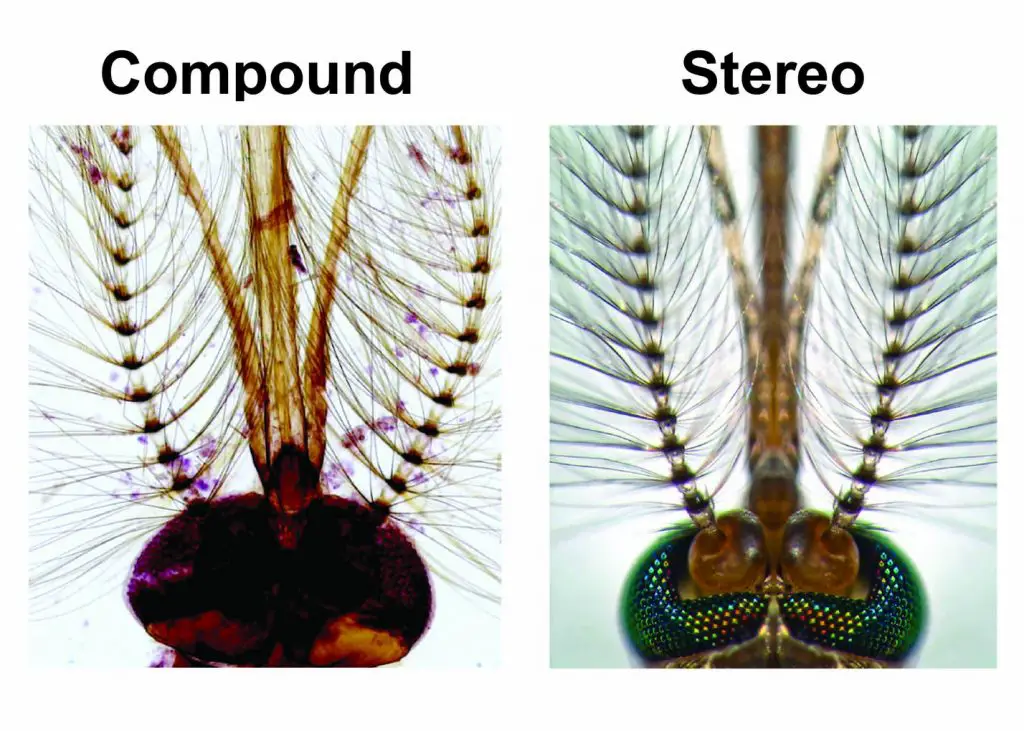 compound vs Stereo microscope Head of a male Culex pipiens mosquito