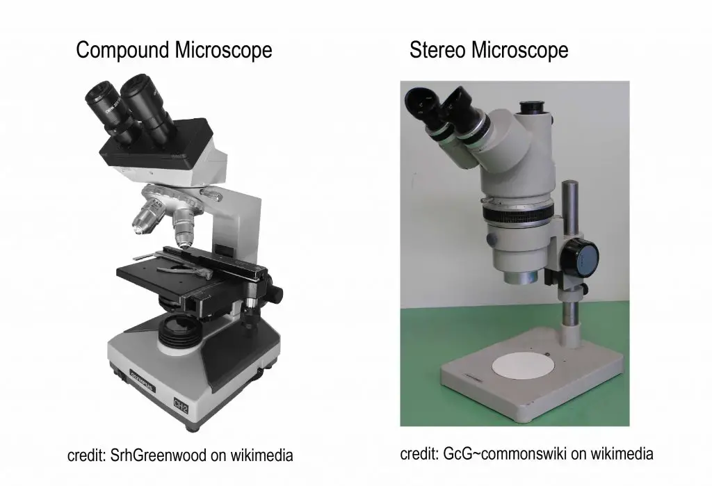 compound vs stereo microscope