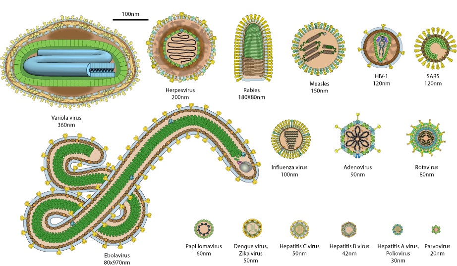 different-size-of-virus
