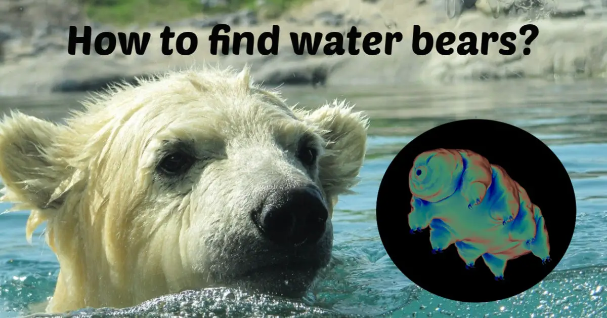 How to Find Tardigrades (Water Bears) Rs' Science