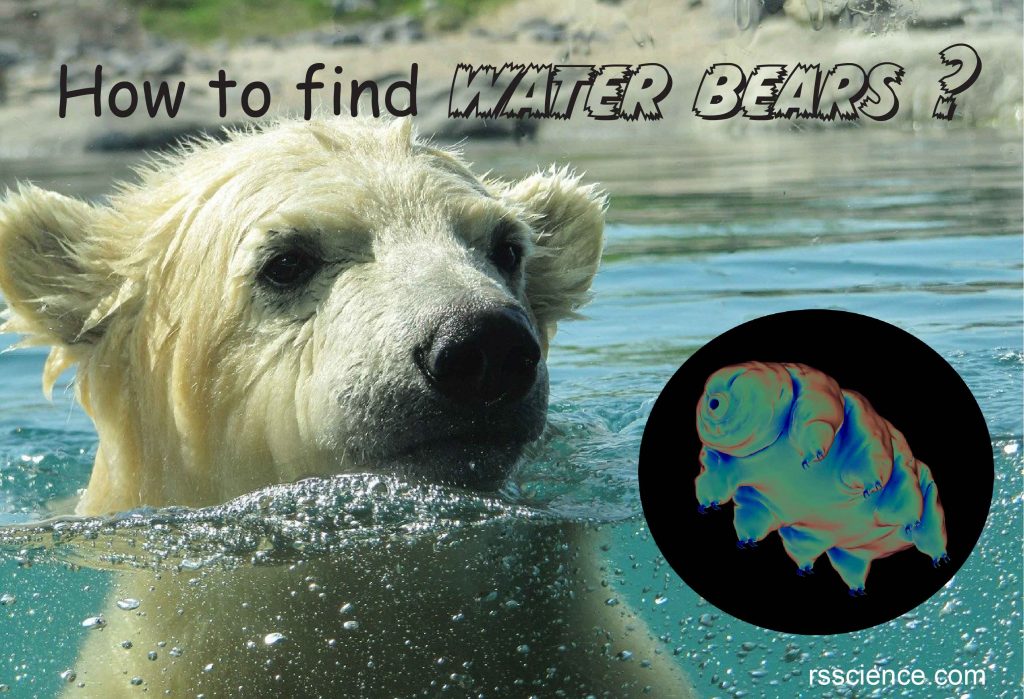 how to find water bear