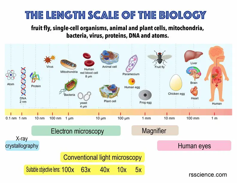 length scale in biology