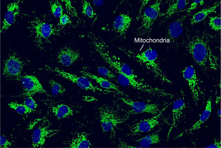 mitochondria immunofluorescence staining