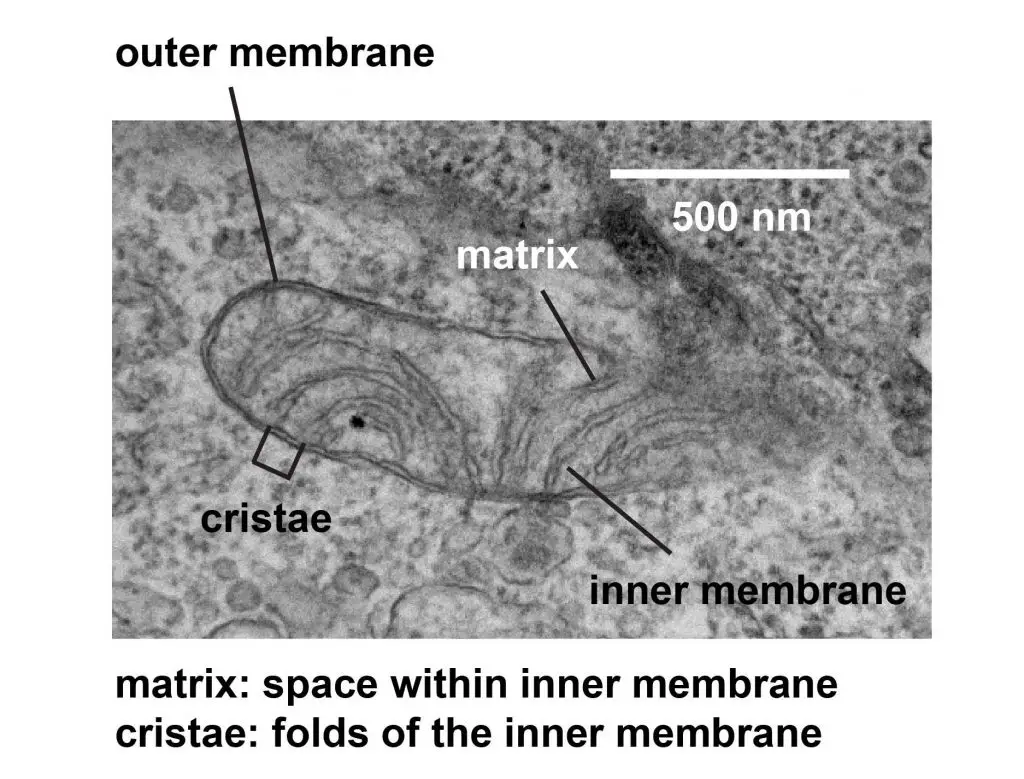 mitochondria transmission electron microscope