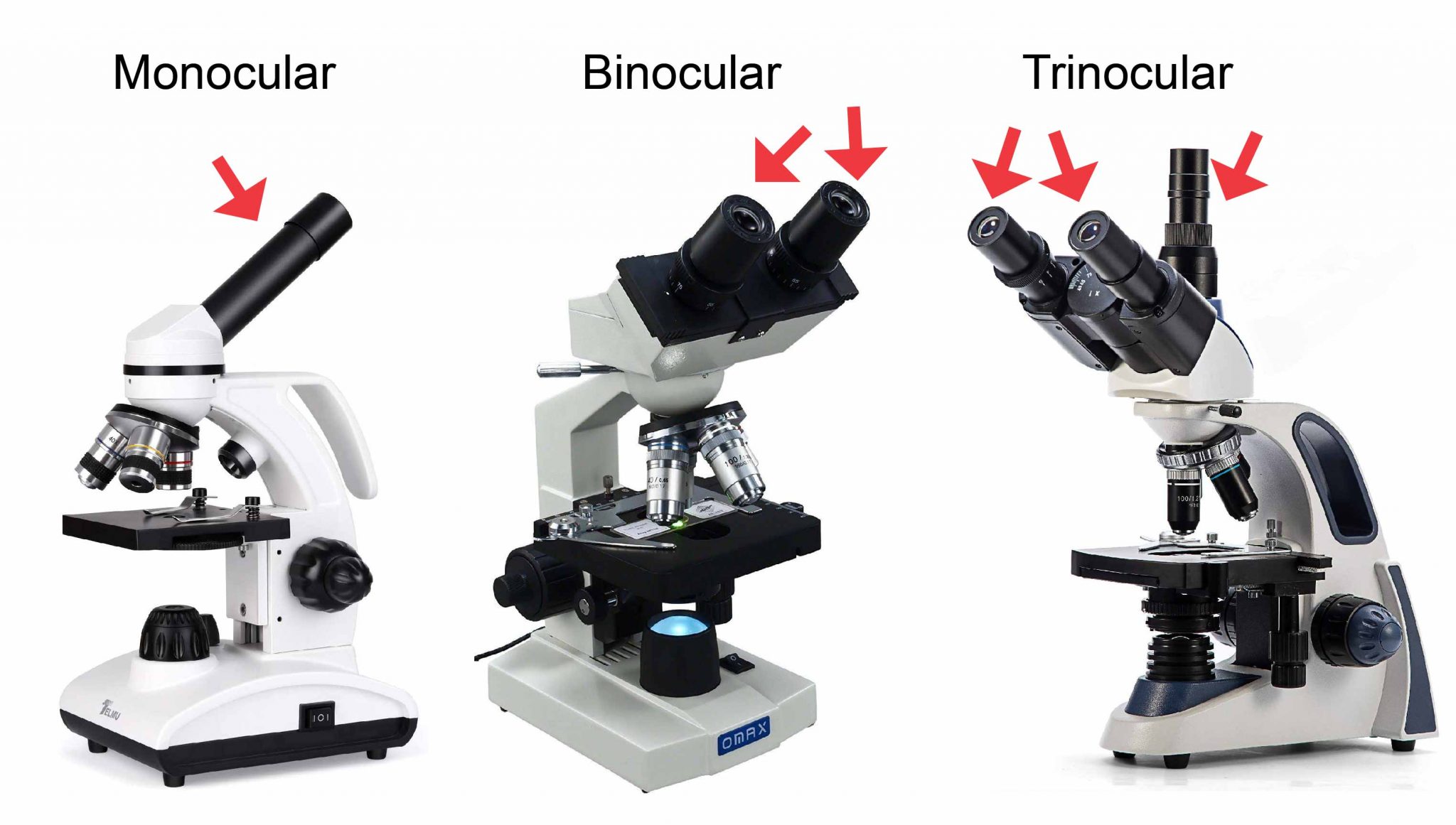 Different Types Of Microscopes Light Microscope Electron Microscope 