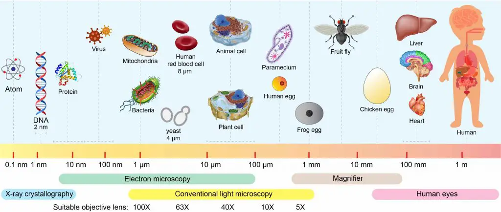 size-scale-of-virus-cell-bacteria