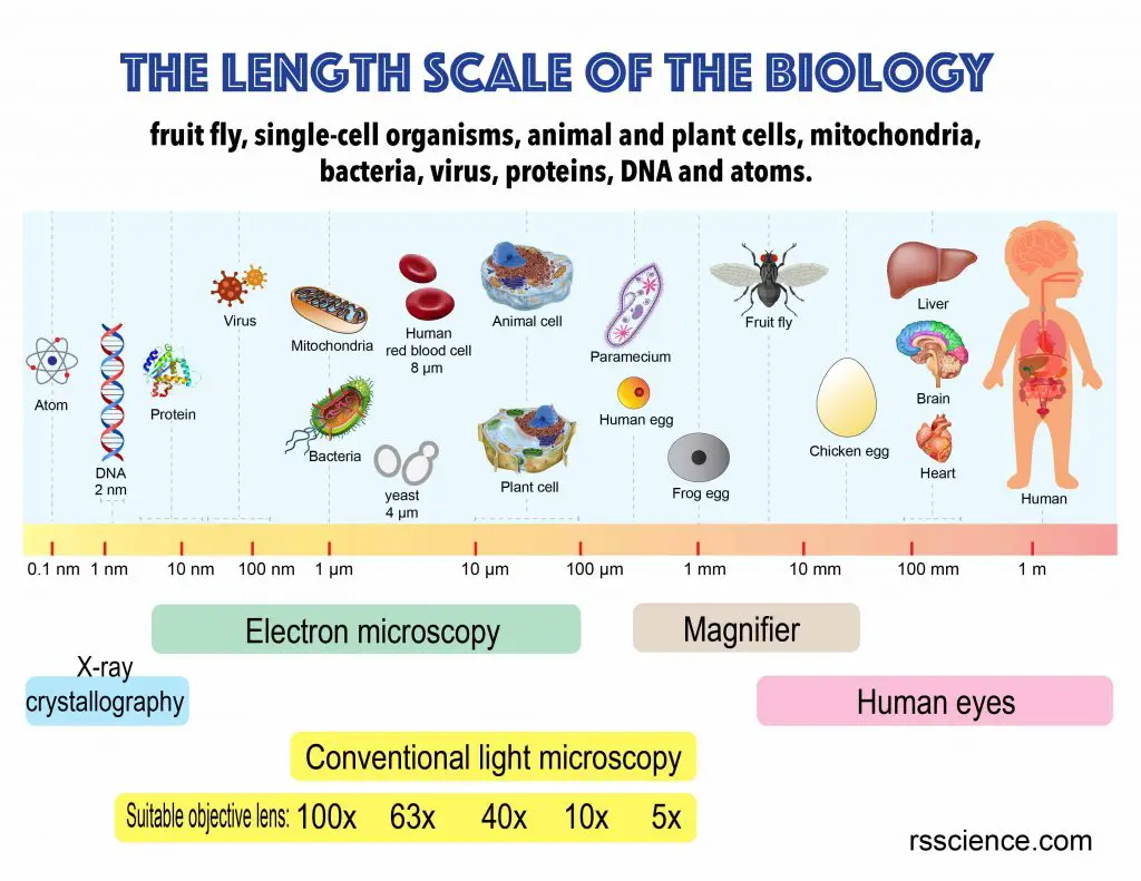 size_scale_biology organism