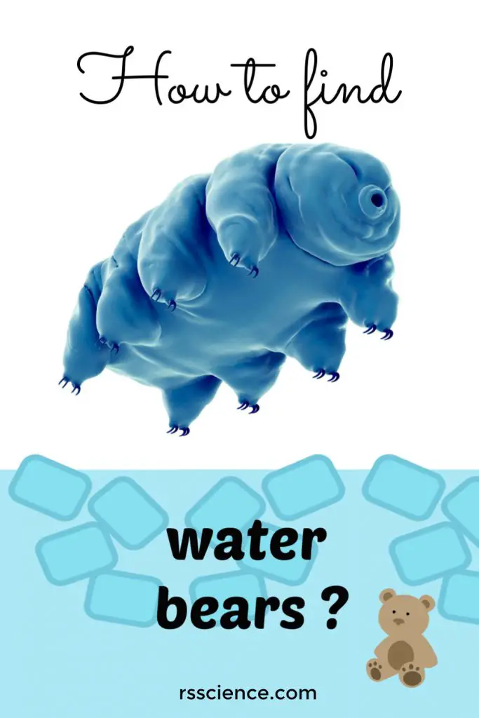 where to find water bears