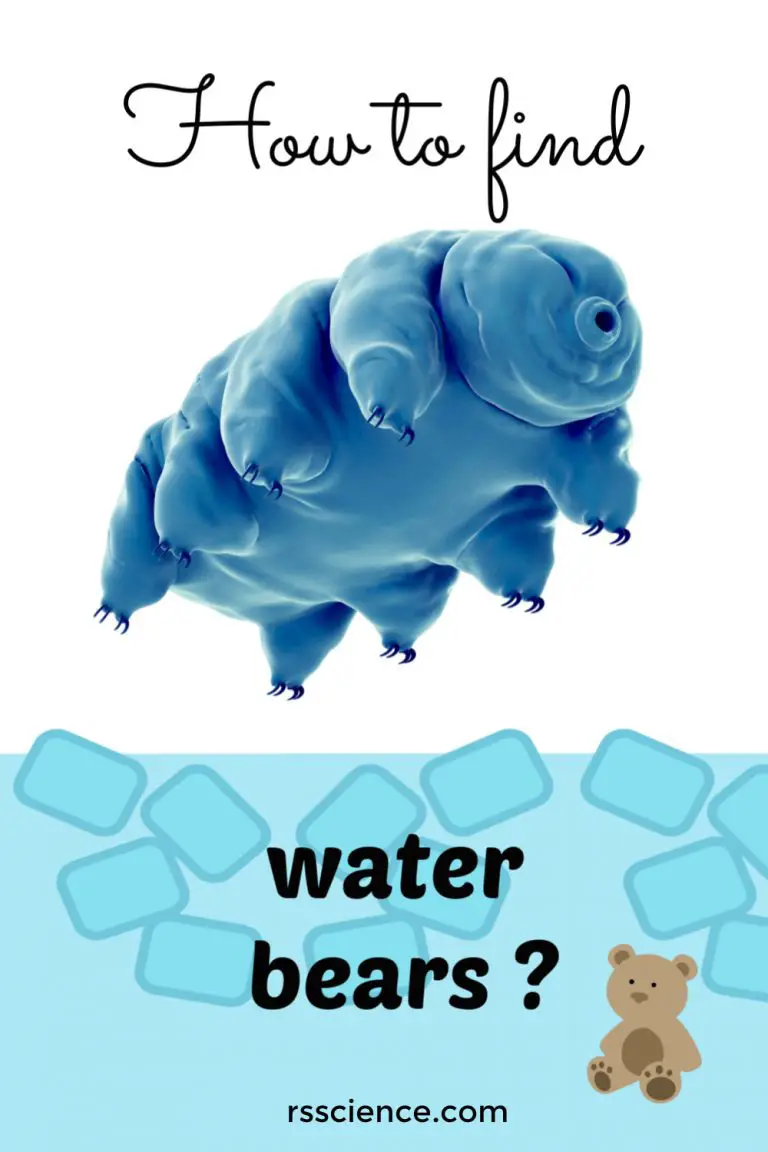 How to Find Tardigrades (Water Bears) Rs' Science