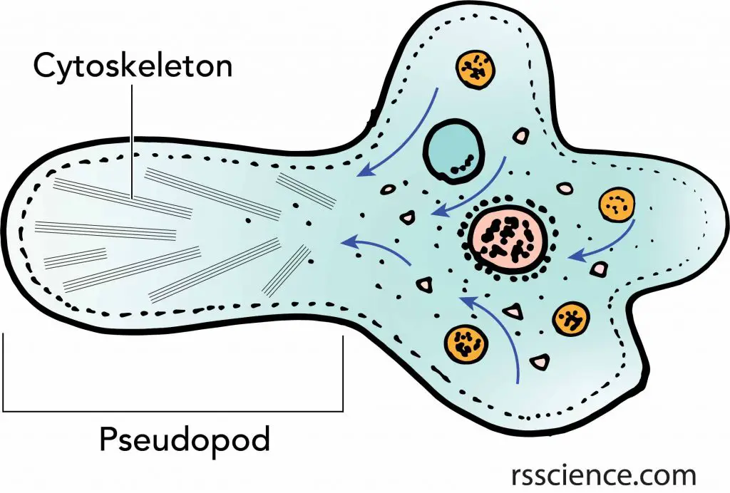 Amoeba Pseudopod