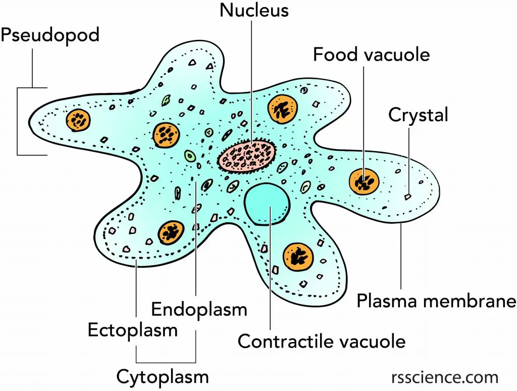 Facts about Amoeba, structure, behavior and reproduction Rs' Science