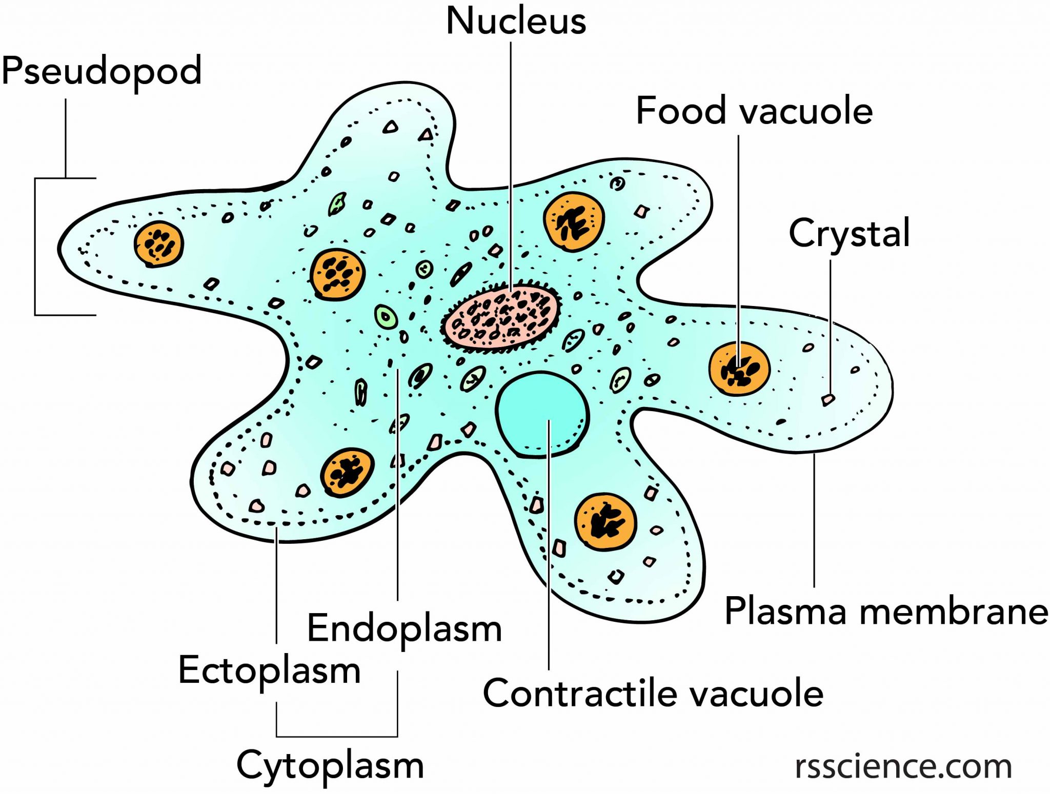 Facts about Amoeba, structure, behavior and reproduction Rs' Science
